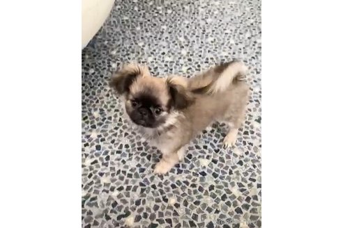 成約済の東京都のミックス犬-355850の2枚目