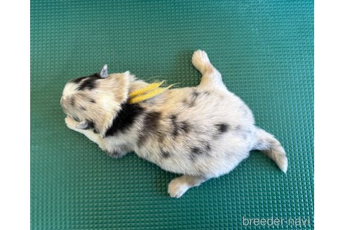 成約済の山梨県のオーストラリアンシェパード-354660の12枚目