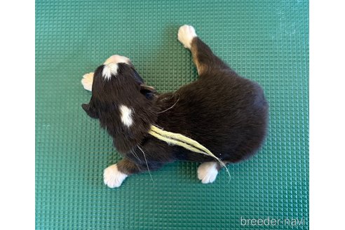 成約済の山梨県のオーストラリアンシェパード-354658の10枚目