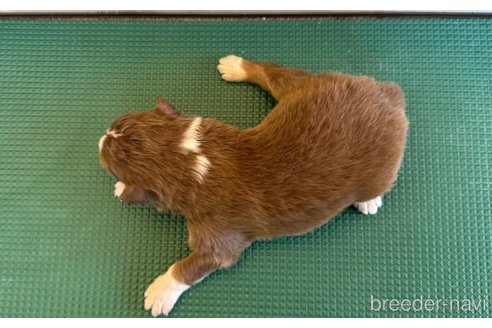 成約済の山梨県のオーストラリアンシェパード-354655の8枚目