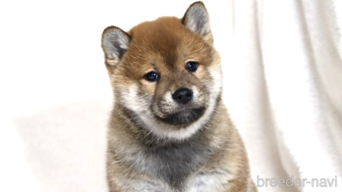 成約済の滋賀県の柴犬-356872の16枚目
