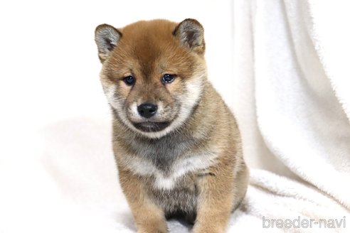 成約済の滋賀県の柴犬-356872の15枚目