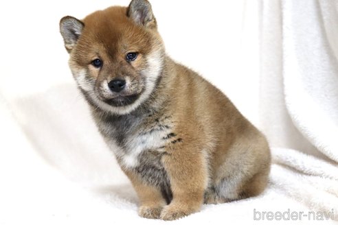 成約済の滋賀県の柴犬-356872の14枚目