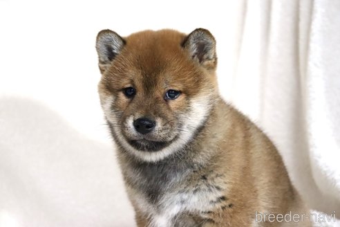成約済の滋賀県の柴犬-356872の13枚目