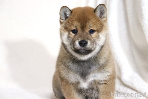 成約済の滋賀県の柴犬-356872の12枚目