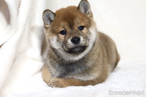 成約済の滋賀県の柴犬-356872の11枚目