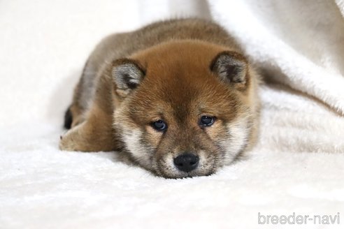 成約済の滋賀県の柴犬-356872の10枚目