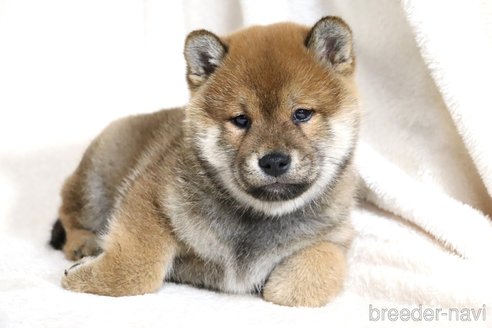 成約済の滋賀県の柴犬-356872の9枚目