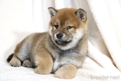 成約済の滋賀県の柴犬-356872の8枚目