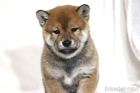 成約済の滋賀県の柴犬-356872の7枚目