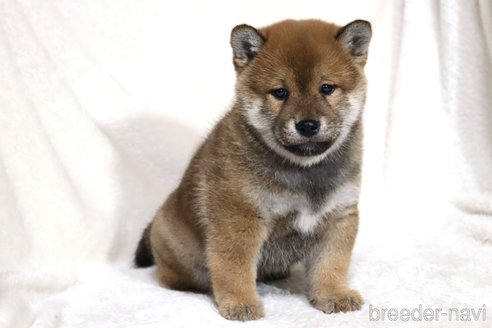 成約済の滋賀県の柴犬-356872の6枚目