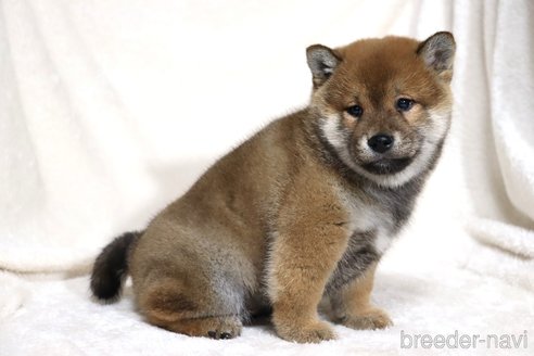 成約済の滋賀県の柴犬-356872の5枚目
