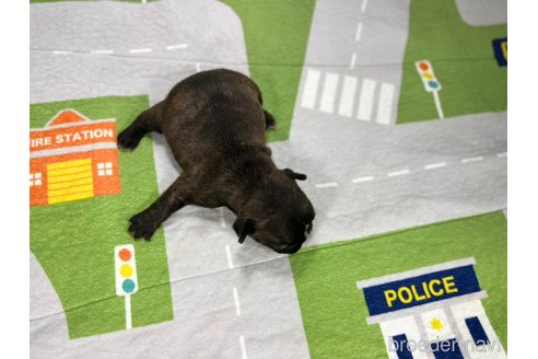 成約済の愛知県のフレンチブルドッグ-356871の5枚目
