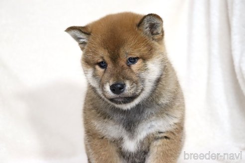 成約済の滋賀県の柴犬-356872の3枚目