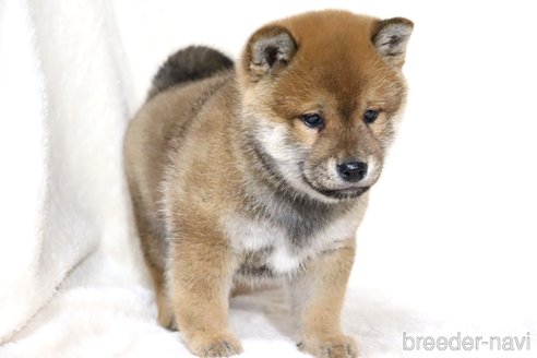 成約済の滋賀県の柴犬-356872の2枚目