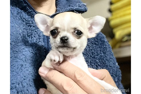 成約済の埼玉県のチワワ(スムースコート)-356946の3枚目