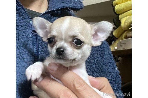 成約済の埼玉県のチワワ(スムースコート)-356946の6枚目