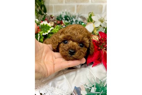 成約済の愛知県のトイプードル-352803の8枚目