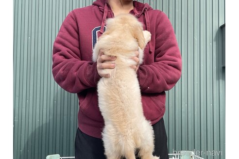 成約済の岐阜県のゴールデンレトリーバー-356966の3枚目