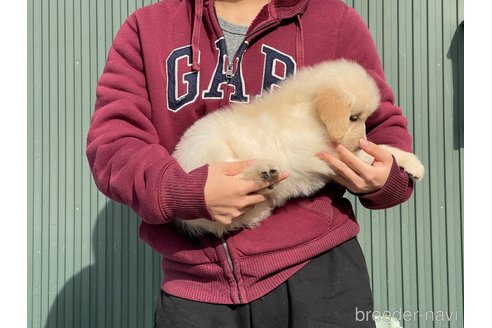 成約済の岐阜県のゴールデンレトリーバー-356969の6枚目