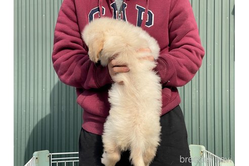 成約済の岐阜県のゴールデンレトリーバー-356969の2枚目