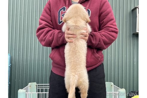成約済の岐阜県のゴールデンレトリーバー-356972の6枚目