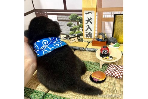 成約済の愛知県の豆柴-353950の10枚目
