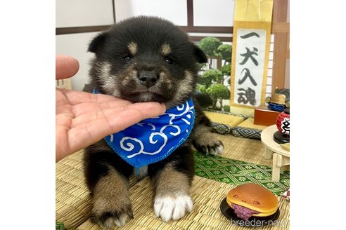 成約済の愛知県の豆柴-353950の9枚目