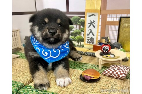 成約済の愛知県の豆柴-353950の8枚目