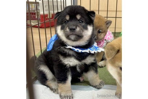 成約済の愛知県の柴犬-353391の2枚目