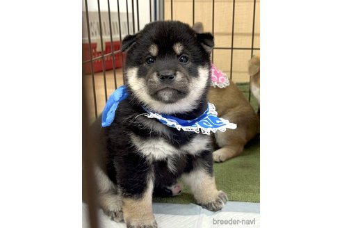 成約済の愛知県の柴犬-353391の1枚目