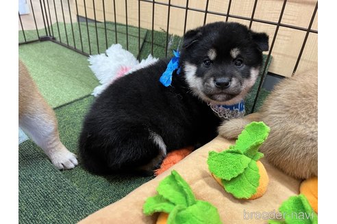 成約済の愛知県の柴犬-353391の3枚目