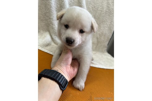 成約済の千葉県の柴犬-356977の2枚目
