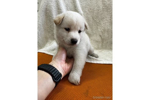 成約済の千葉県の柴犬-356977の3枚目