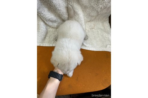 成約済の千葉県の柴犬-356977の4枚目