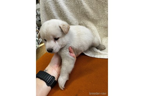 成約済の千葉県の柴犬-356977の5枚目