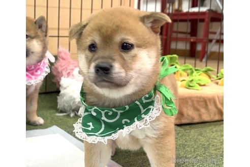 成約済の愛知県の柴犬-353390の3枚目