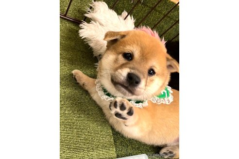 成約済の愛知県の柴犬-353390の2枚目
