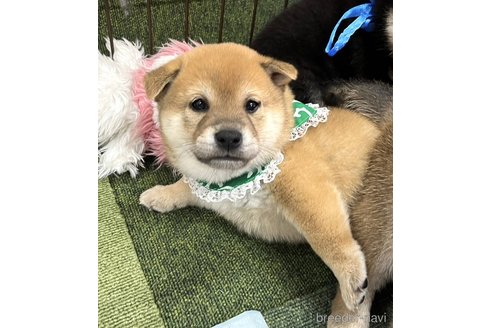 成約済の愛知県の柴犬-353390の1枚目