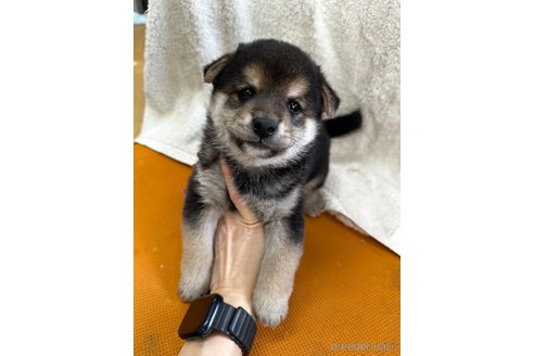 成約済の千葉県の柴犬-356979の13枚目