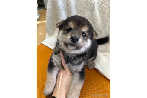 成約済の千葉県の柴犬-356979の12枚目