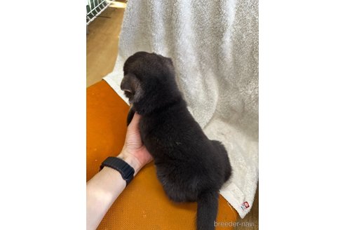 成約済の千葉県の柴犬-356979の16枚目