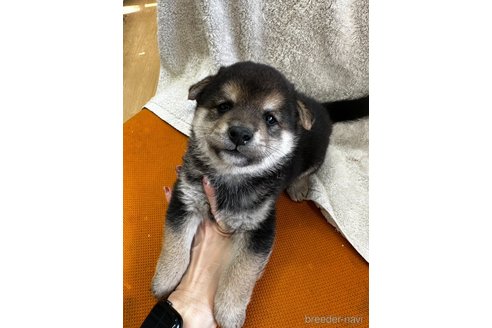 成約済の千葉県の柴犬-356979の15枚目