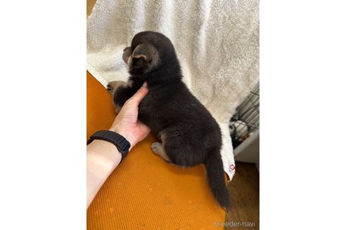 成約済の千葉県の柴犬-356979の14枚目