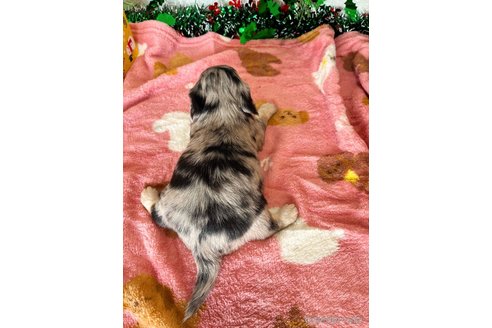 成約済の埼玉県のチワックス:チワワ×ミニチュアダックスフンド-356982の5枚目