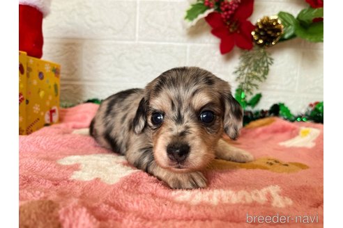 成約済の埼玉県のチワックス:チワワ×ミニチュアダックスフンド-356982の1枚目