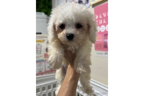 成約済の福井県のビションフリーゼ-357039の1枚目