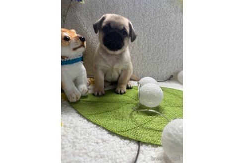 成約済の福井県のペキパグ:ペキニーズ×パグ-357047の1枚目
