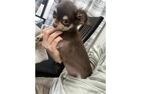 成約済の千葉県のチワワ(ロングコート)-341080の3枚目