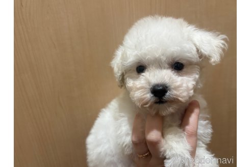成約済の東京都のマルプー:マルチーズ×トイプードル-357089の5枚目